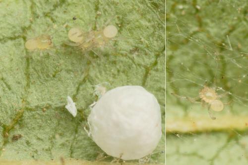 Anelosimus sp.